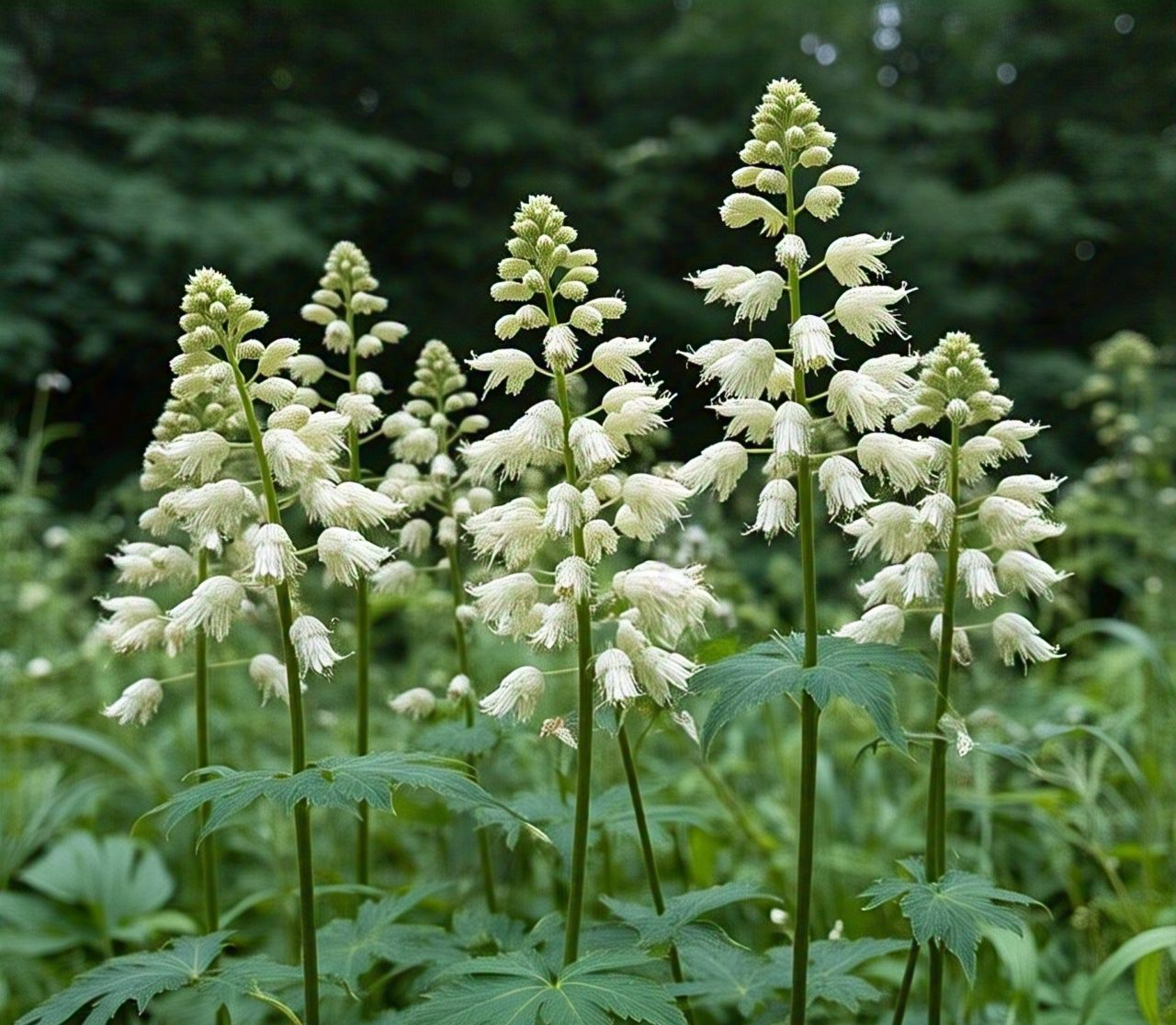 Read more about the article Black Cohosh: Benefits and Potential Side Effects